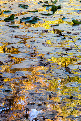 autumn reflections on the water of a pond
