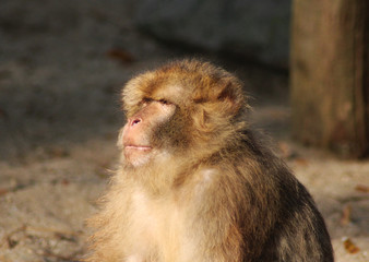 Barbary macaque (Macaca sylvanus)