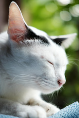 A cute black and white cat sitting on the window