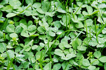 Clover Background