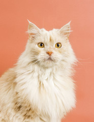 Cute cat portrait