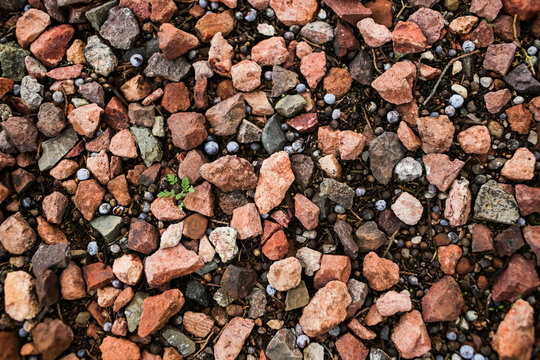 Red rocks & Juniper berries