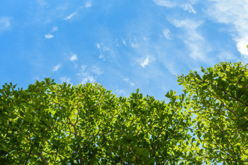Fototapeta na wymiar green leaves against blue sky and clouds background