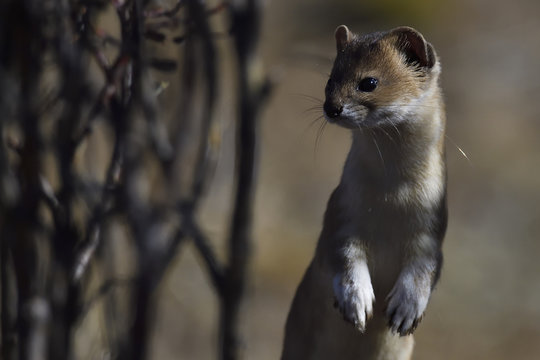 Mountain weasel standing up