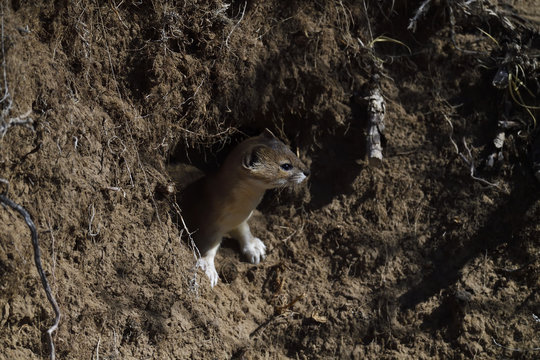 Mountain weasel looking out from a hole in the ground