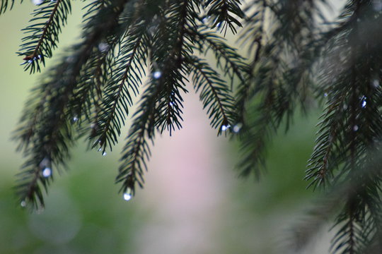 pinetree after a rainy morning with raindrops