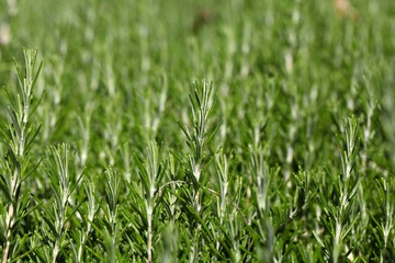 Rosemary (Rosmarinus officinalis) branches