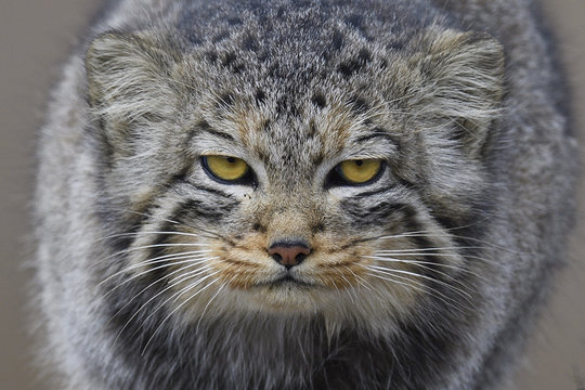 Manul cat in mountain landscape