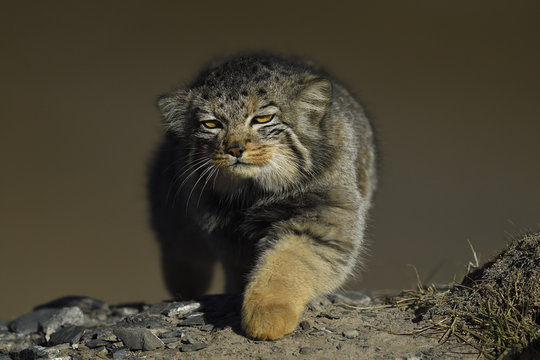 Manul cat sneaking around in a mountain landscape
