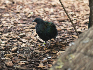 Nicobar pigeon (Caloenas nicobarica)