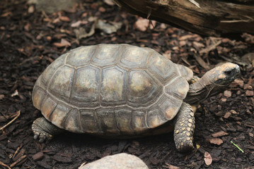  red-footed tortoise (Chelonoidis carbonaria)