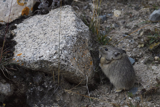 Gansu pika on the ground