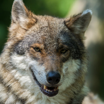Close up photo portrait eurasian wolf in spring sunny day