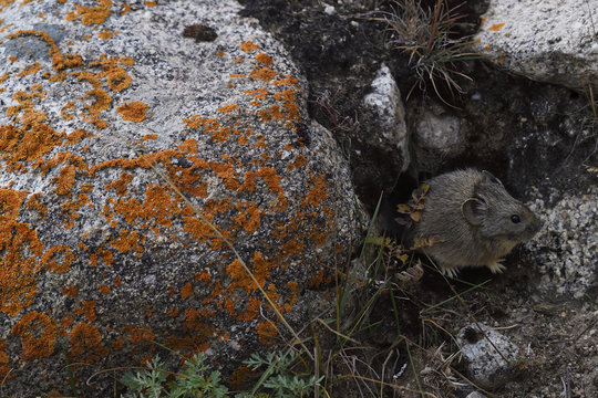 Gansu pika on the ground