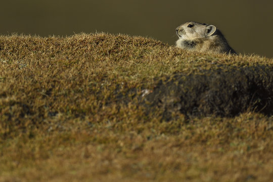 Pika on the ground
