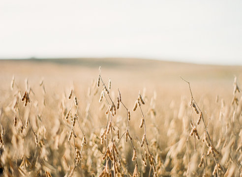 Soybeans