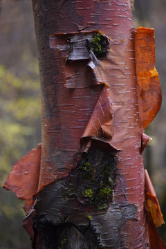 Close up of red birch tree trunk and bark