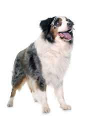 brown australian shepherd
