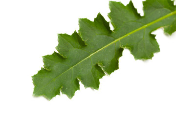 Green leaf
