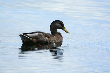 canard