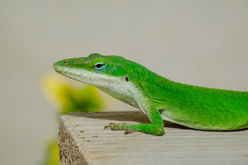 Anole Lizard