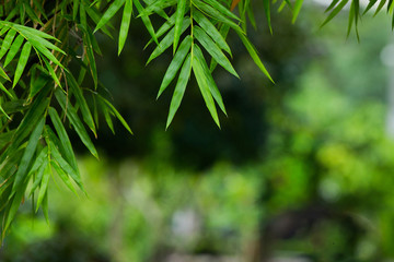Closeup nature view of green leaf in garden at summer under sunlight. Natural green plants landscape using as a background or wallpaper.