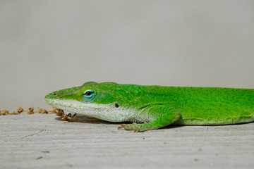 Anole Lizard