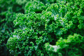 Kale. Green vegetable leaves, healthy eating, vegetarian food.