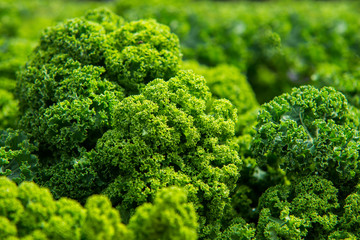 close up on Kale. Green vegetable leaves, healthy eating, vegetarian food.