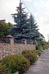 Naklejka premium Часть каменного забора с кустами и высокими елями