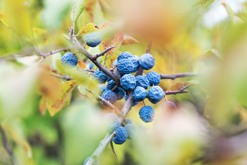 Crooked, overripe fruit of a blackthorn among yellow leaves