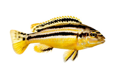 Auratus cichlid Melanochromis auratus golden mbuna aquarium fish isolated 
