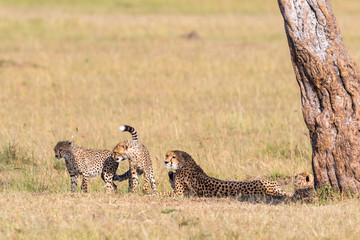 Cheetah with playful cubs lying down