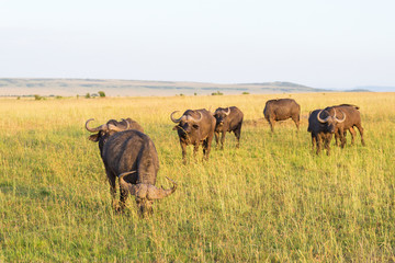 African buffalo on the savanna landscape