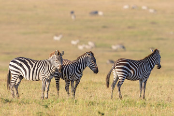 Fototapeta na wymiar Zebras on the savannah