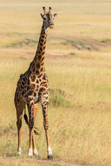 Naklejka na ściany i meble Giraffe in the savanna