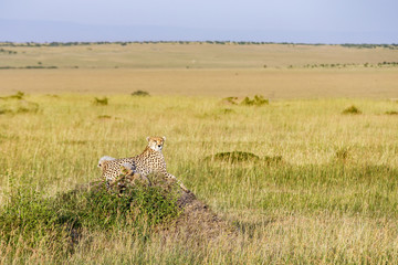 Cheated mum with kids lying and watching the savannah in Masai Mara