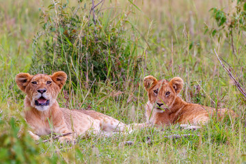 Naklejka na ściany i meble Cute Lion Cubs lying in the grass