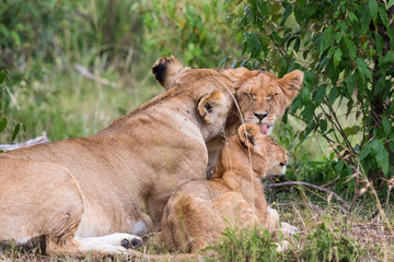 Lion licking each other in the bush