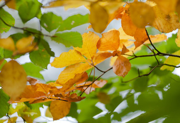 autumnLeafColors