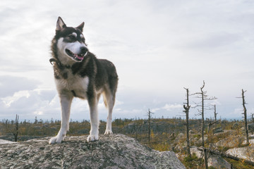 Happy Husky Dog Standing on a Mountain Peak at Trekking Path.
