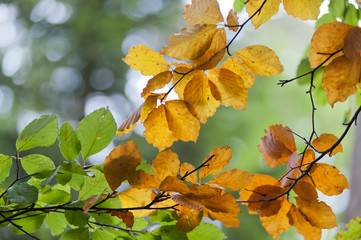 autumnColor
