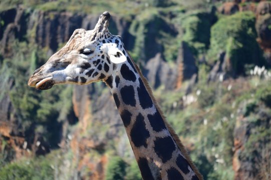 Parque Natural Cabarceno Cantabria Espa&ntilde;a