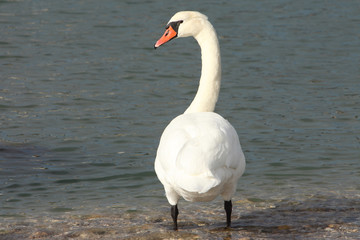 Noble swan (Mute swan | Cygnus olor)