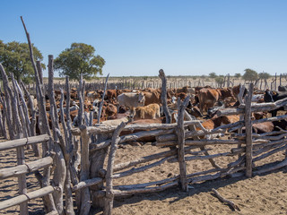 Traditional wooden cattle enclosure or pen with cow herd in the Kalahari desert of Botswana,...