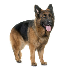 adult german shepherd