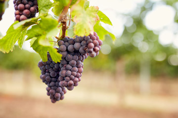 Close up of pink grapes on a vineyard