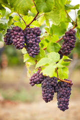 Bunch of pink grapes in the vineyard