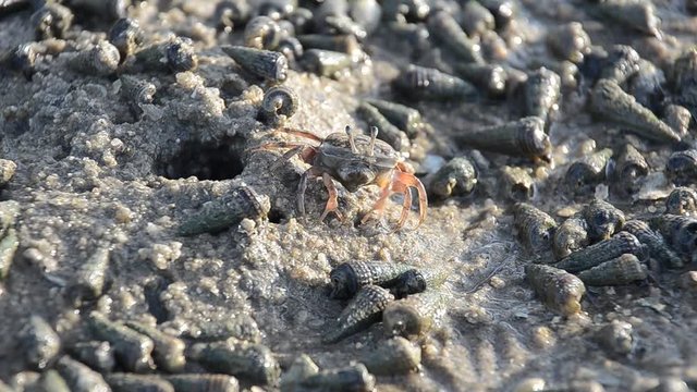 fiddler grab on sand mangrove forest, crab