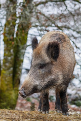 Wild pig close up in forest.